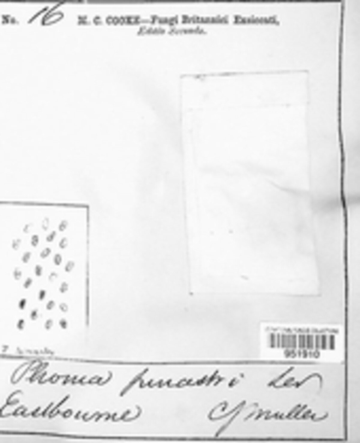 Pleurothyriella pinastri image